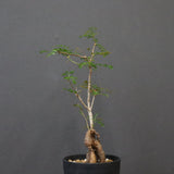 O.デカリー(実生) 30