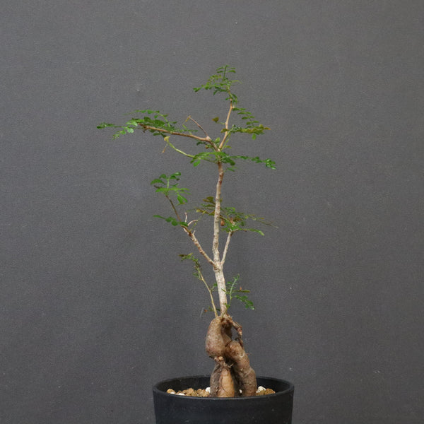 O.デカリー(実生) 30