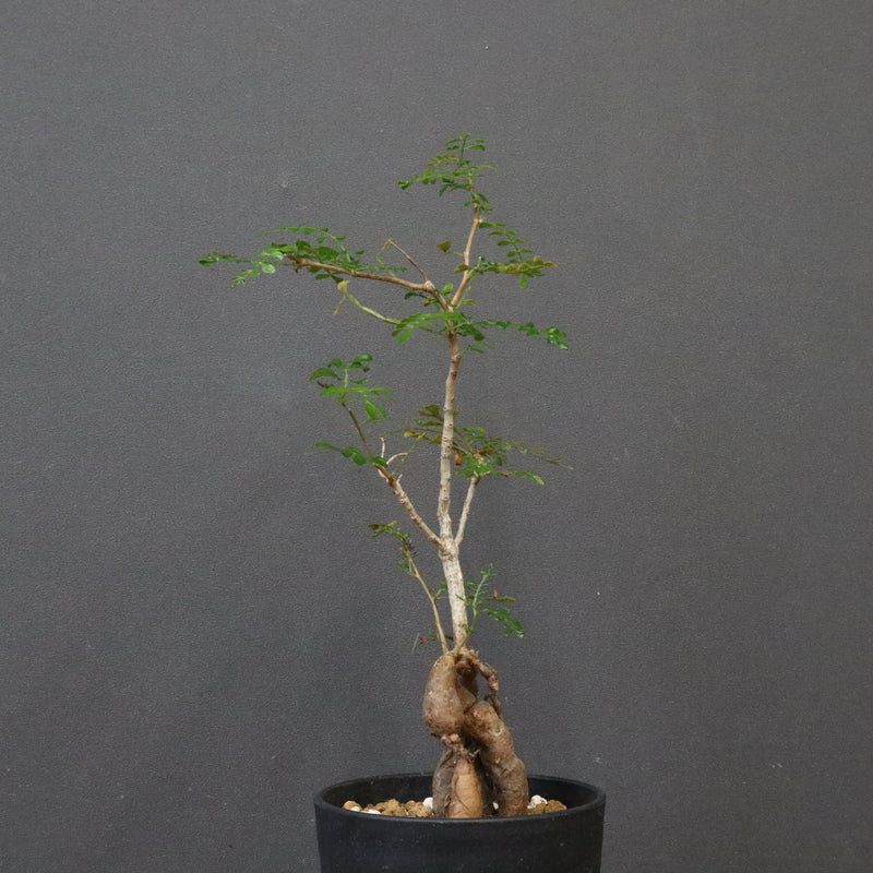 O.デカリー(実生) 30