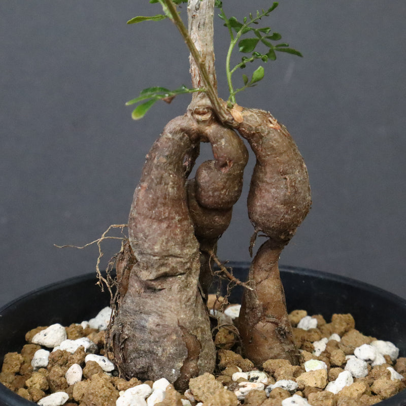 O.デカリー(実生) 30