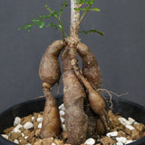 O.デカリー(実生) 30