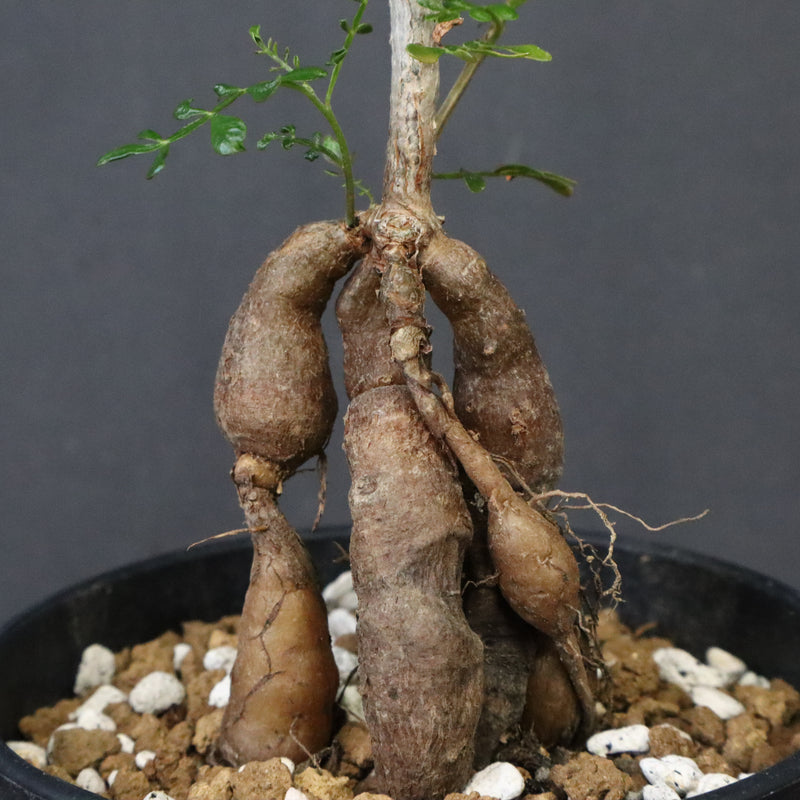 O.デカリー(実生) 30