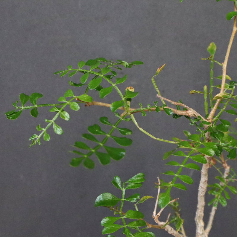 O.デカリー(実生) 30