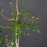 O.デカリー(実生) 30