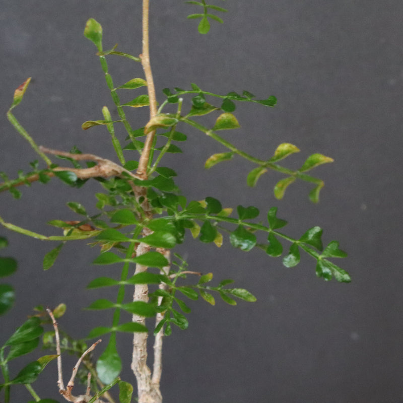 O.デカリー(実生) 30