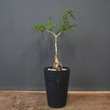 O.デカリー(実生) 19