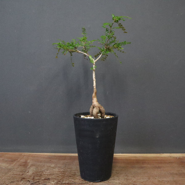 O.デカリー(実生) 19