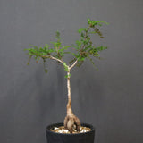 O.デカリー(実生) 19