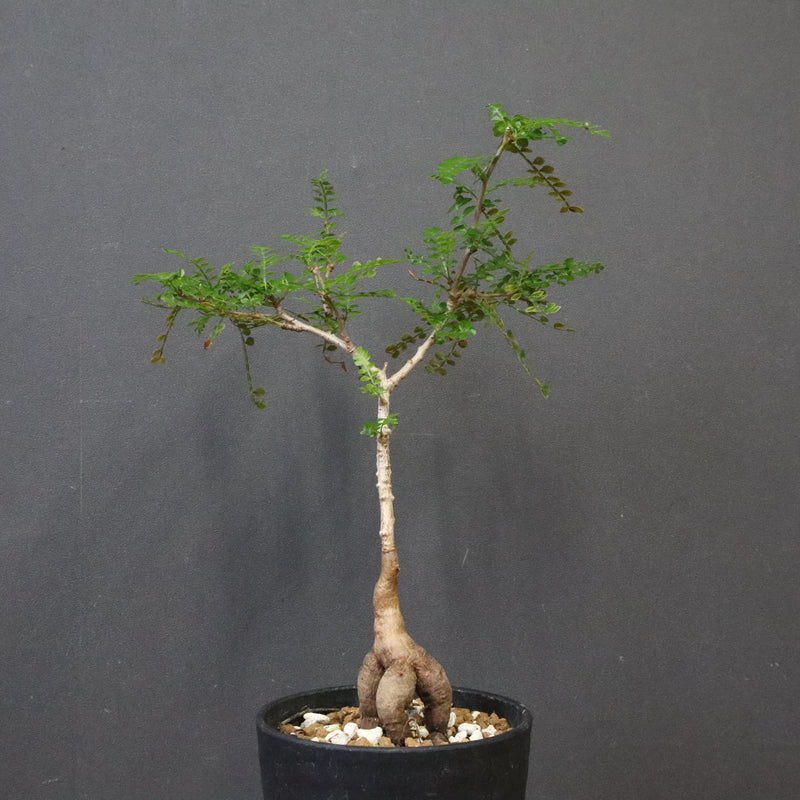 O.デカリー(実生) 19