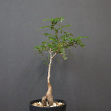 O.デカリー(実生) 19