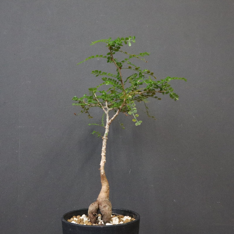 O.デカリー(実生) 19