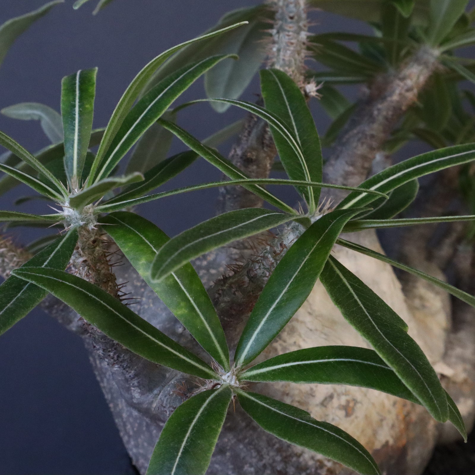 P.グラキリス 1246 – TaiShoDo ONLINE SHOP