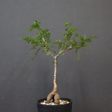 O.デカリー(実生) 19