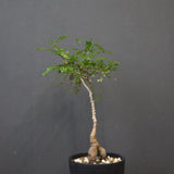 O.デカリー(実生) 19