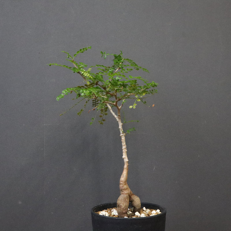 O.デカリー(実生) 19