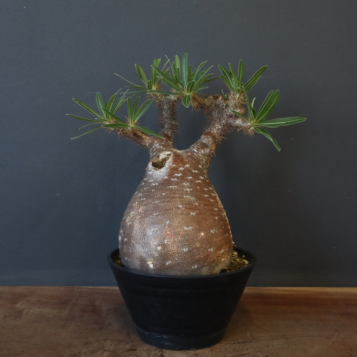 パキポディウム・グラキリス – 3ページ目 – TaiShoDo ONLINE SHOP