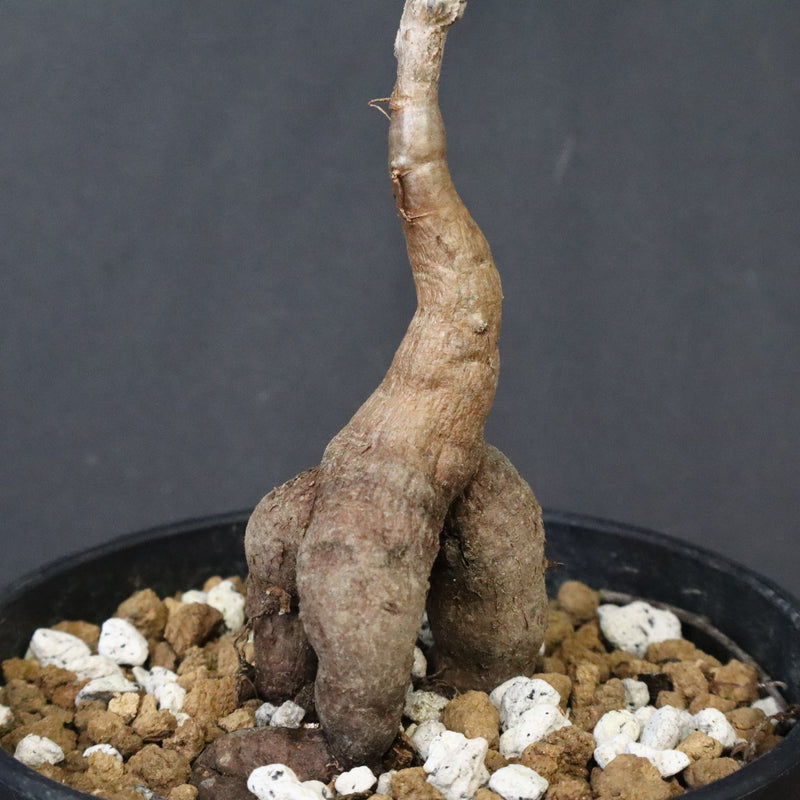 O.デカリー(実生) 19