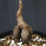 O.デカリー(実生) 19