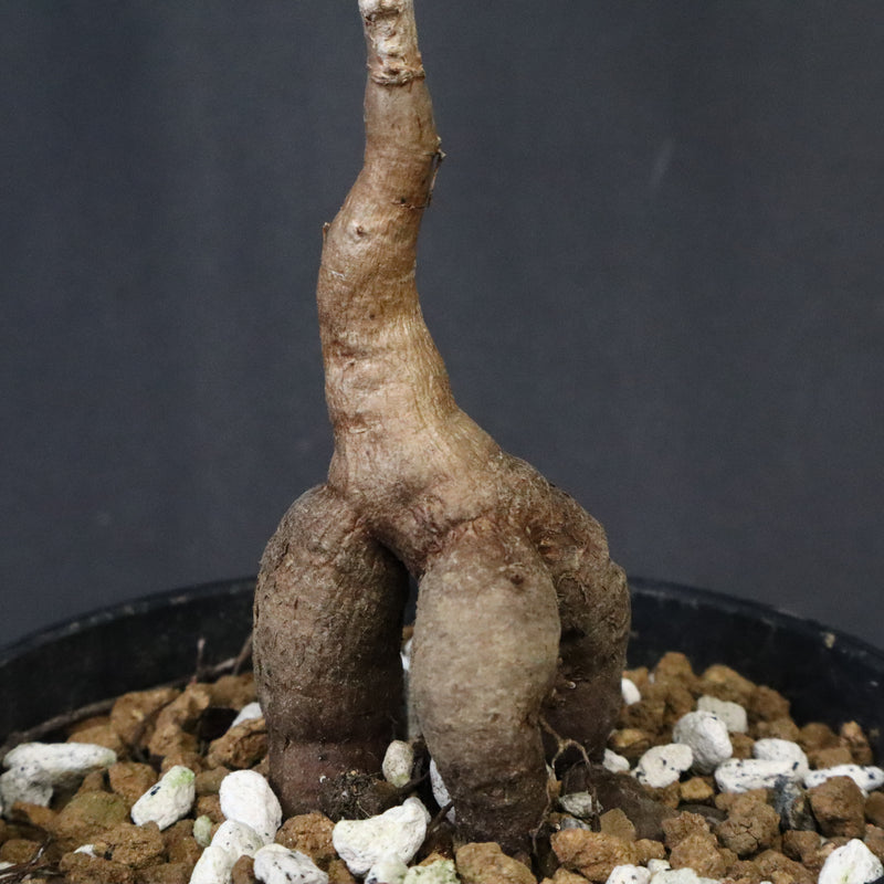 O.デカリー(実生) 19