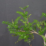 O.デカリー(実生) 19