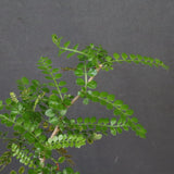 O.デカリー(実生) 19