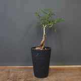 O.デカリー(実生) 23