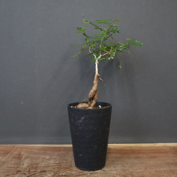 O.デカリー(実生) 23