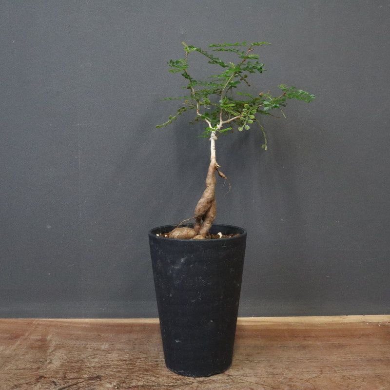 O.デカリー(実生) 23