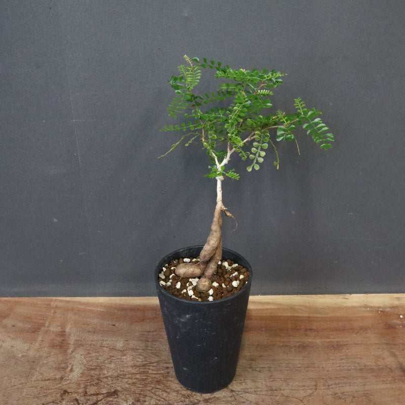 O.デカリー(実生) 23