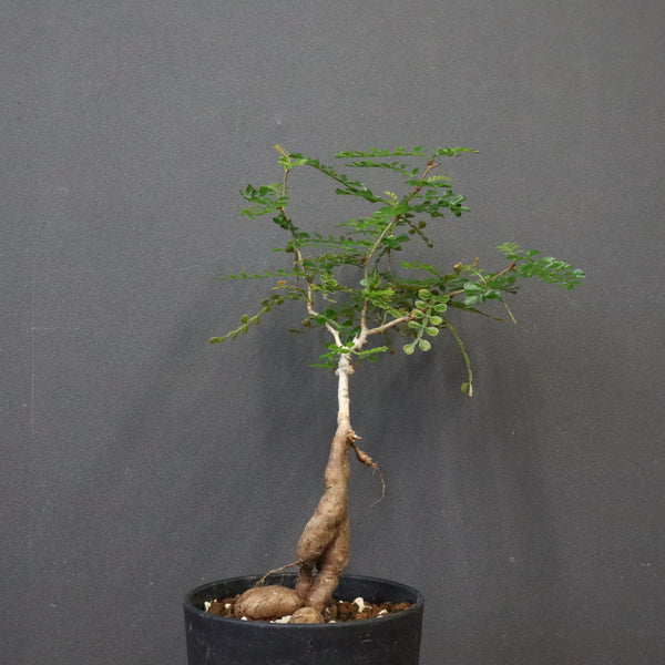 O.デカリー(実生) 23