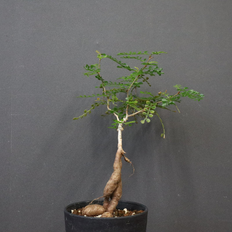 O.デカリー(実生) 23