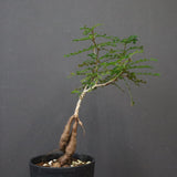 O.デカリー(実生) 23