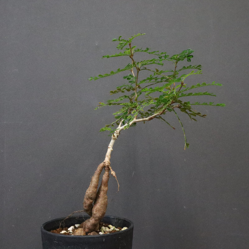 O.デカリー(実生) 23