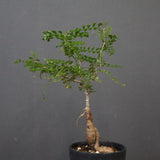 O.デカリー(実生) 23