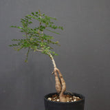 O.デカリー(実生) 23