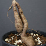 O.デカリー(実生) 23