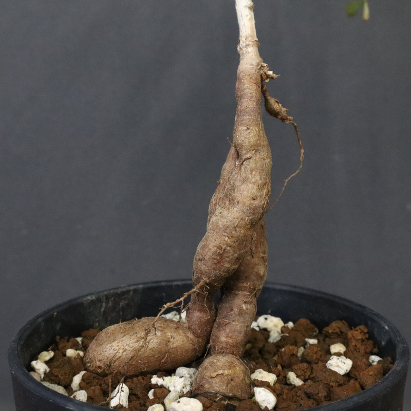 O.デカリー(実生) 23