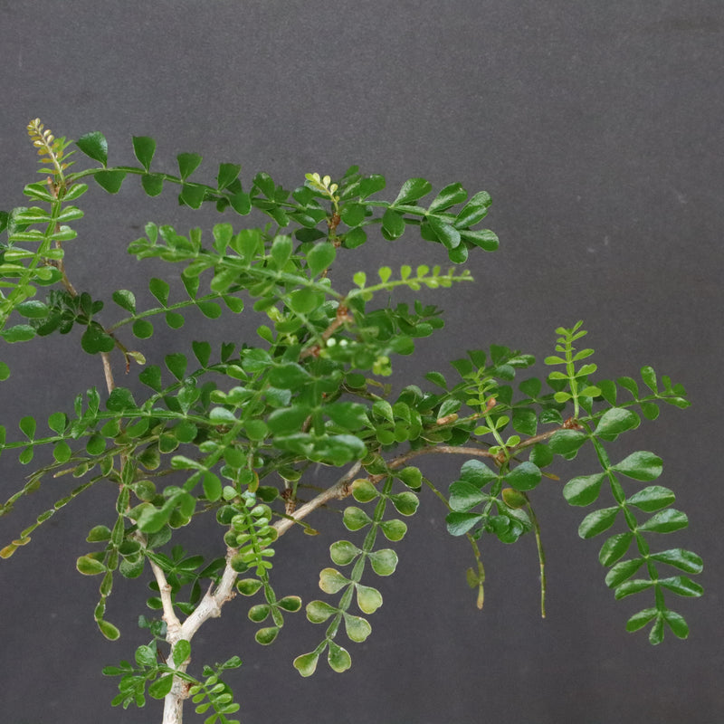 O.デカリー(実生) 23