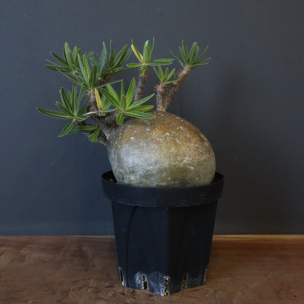 パキポディウム　グラキリス　良型 パキポディウム グラキリス 良型 | bot.