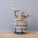 【宮島將實陶器鉢】P.ミラビレ 375