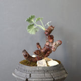 【宮島將實陶器鉢】P.ミラビレ 375