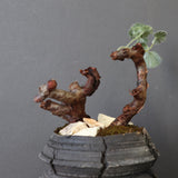 【宮島將實陶器鉢】P.ミラビレ 375