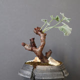 【宮島將實陶器鉢】P.ミラビレ 375