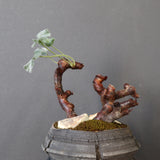 【宮島將實陶器鉢】P.ミラビレ 375