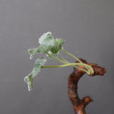 【宮島將實陶器鉢】P.ミラビレ 375