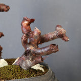 【宮島將實陶器鉢】P.ミラビレ 375