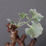 【宮島將實陶器鉢】P.ミラビレ 375