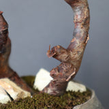 【宮島將實陶器鉢】P.ミラビレ 375