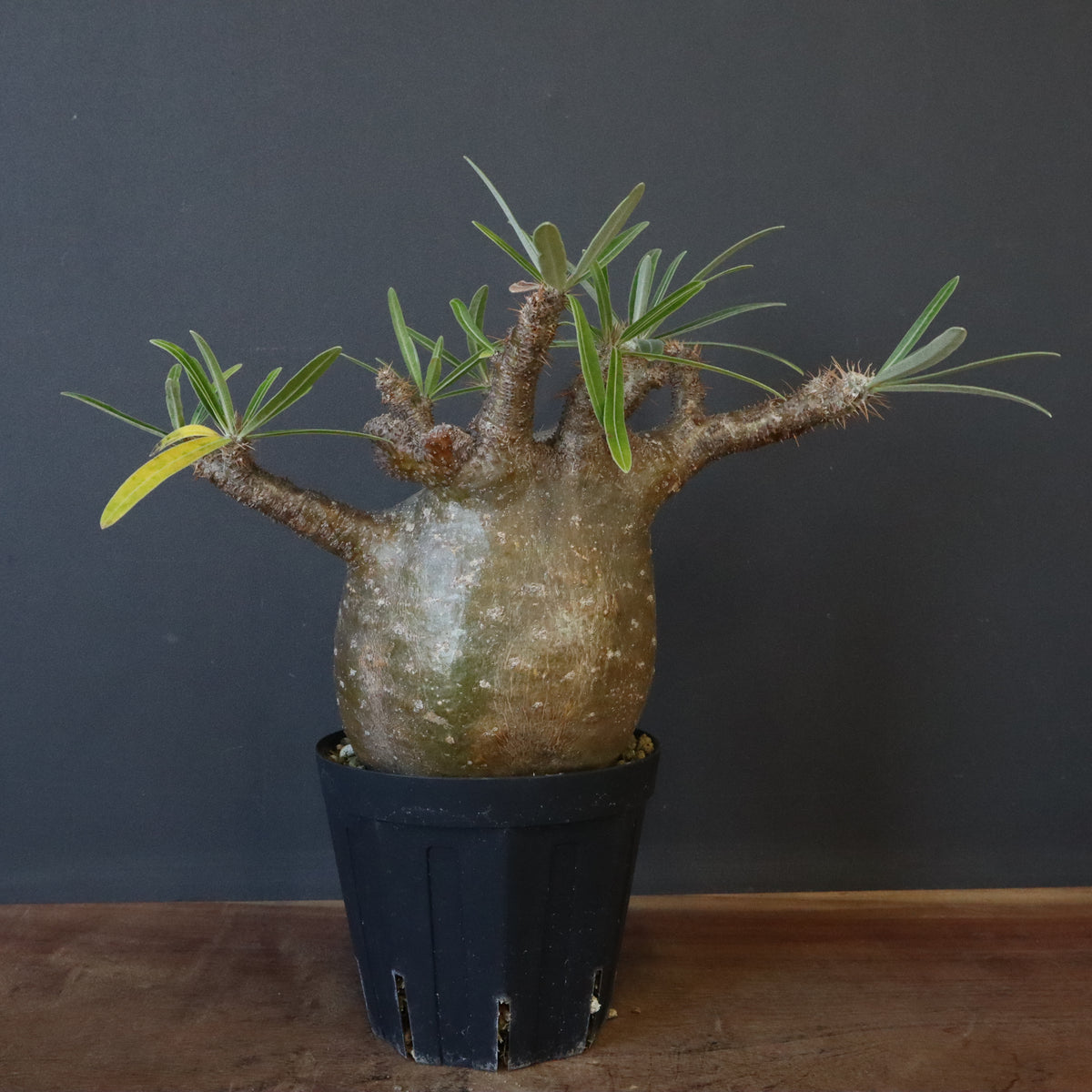 パキポディウム グラキリス 細葉個体 パキポディウム グラキリス Pachypodium gracilius 発根済(塊根