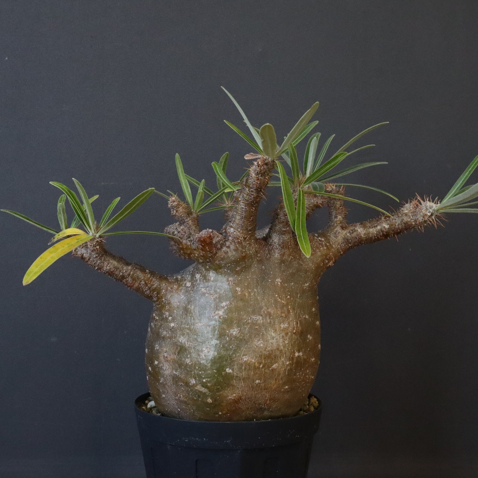 P.グラキリス1222【綴化】 – TaiShoDo ONLINE SHOP